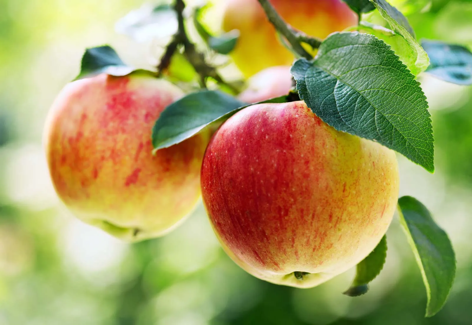 Apple Oil