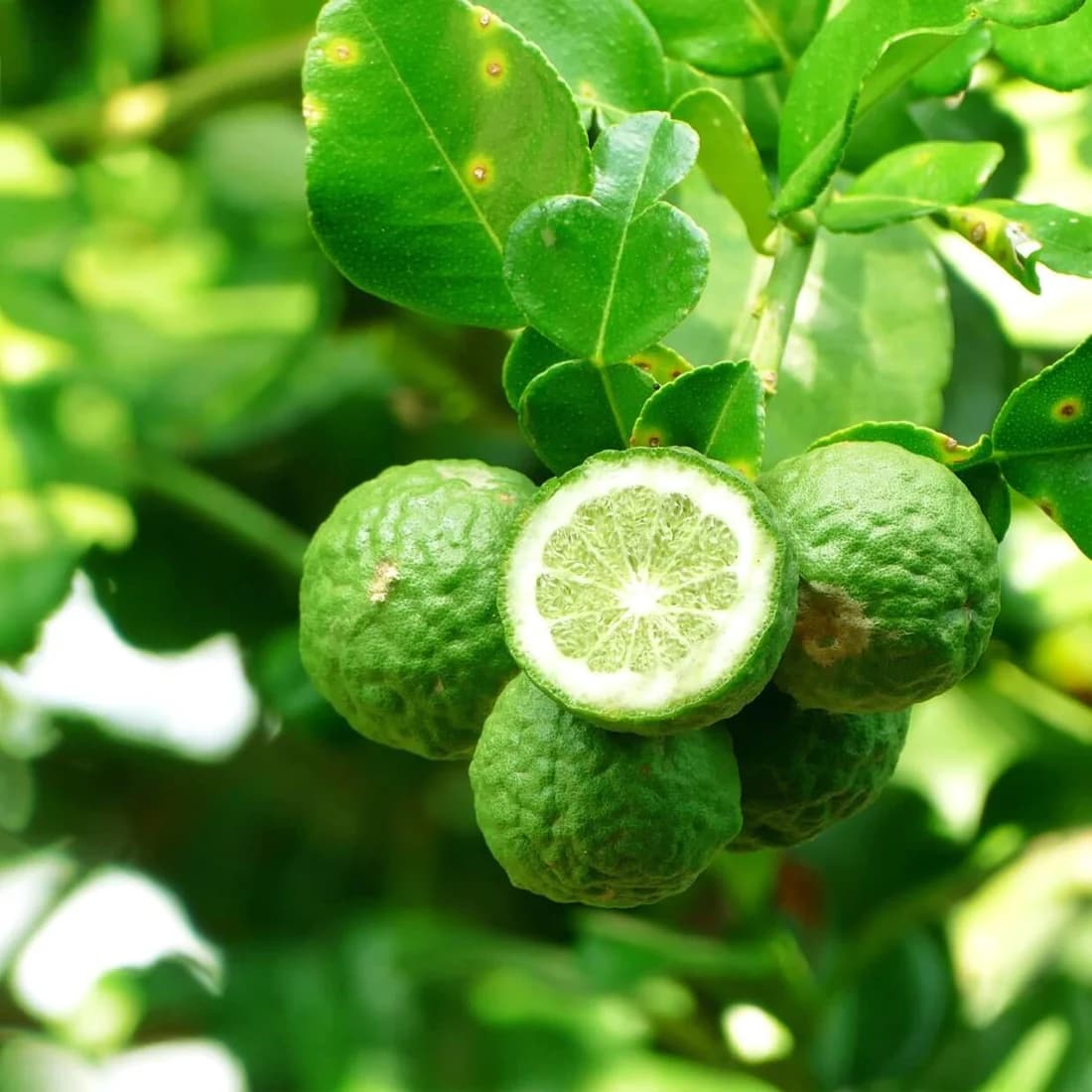 Bergamot Oil